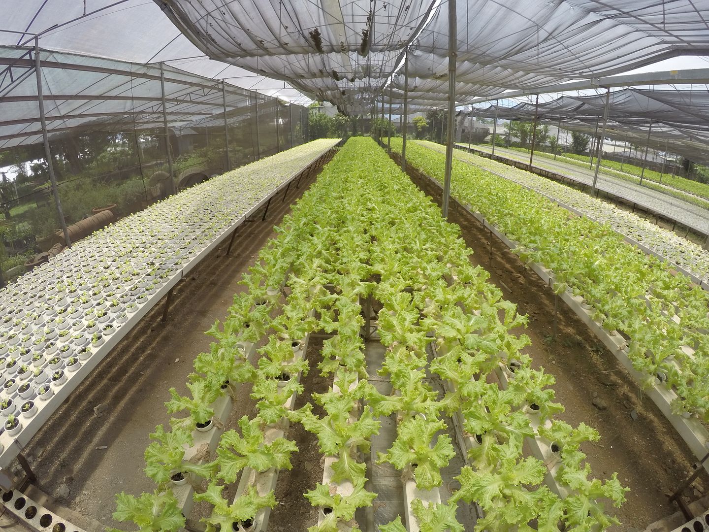 4 Organic Farms in Tagaytay You Need to Visit PH Travel Express